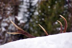 Antlers over snow