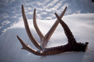 Antlers on snow